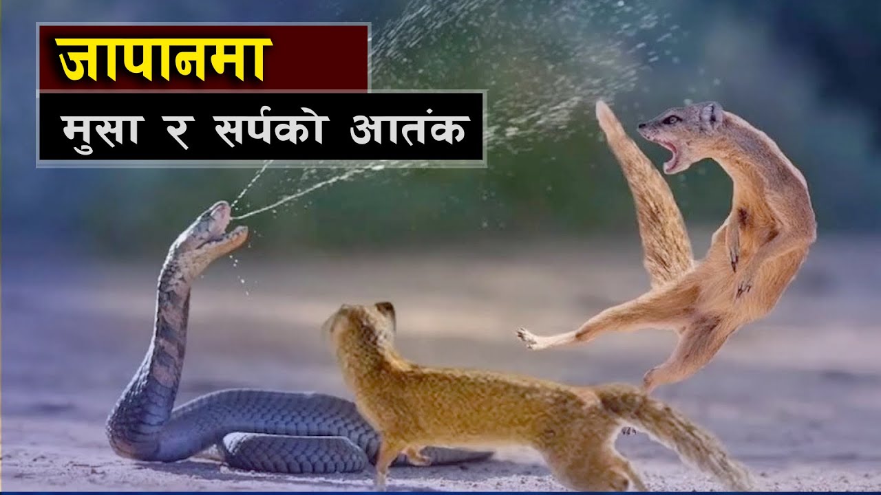 जापानमा मुसा र सर्पको आतंक || Japan’s Forgotten Nightmare: The Terror of Rats and Snakes in Japan