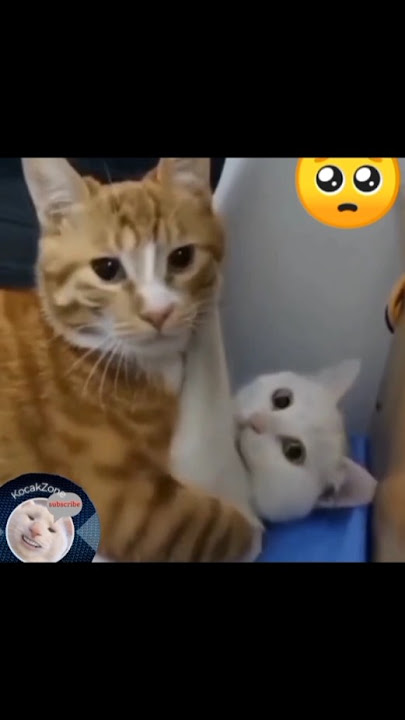 POV: Kucing selingkuh 🥺 #kucinglucu #lucu #kontenlucu #KocakZone #fyp #selingkuh