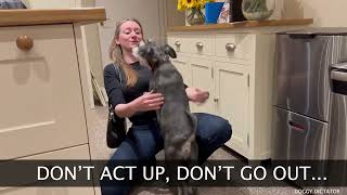 Dont Act Up (Miniature Schnauzer) - (Dua Lipa Don't Start Now Parody)