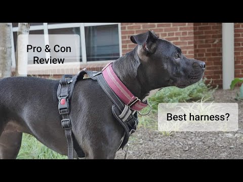 best-dog-harness?-babyltrl-no-pull-dog-harness-review