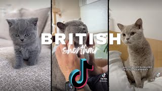 The CUTEST British Shorthair cats of TikTok compilation