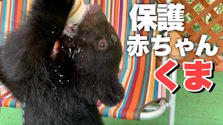 【保護したツキノワグマの赤ちゃん】一生懸命な姿にただただ癒されますHealed by a baby bear