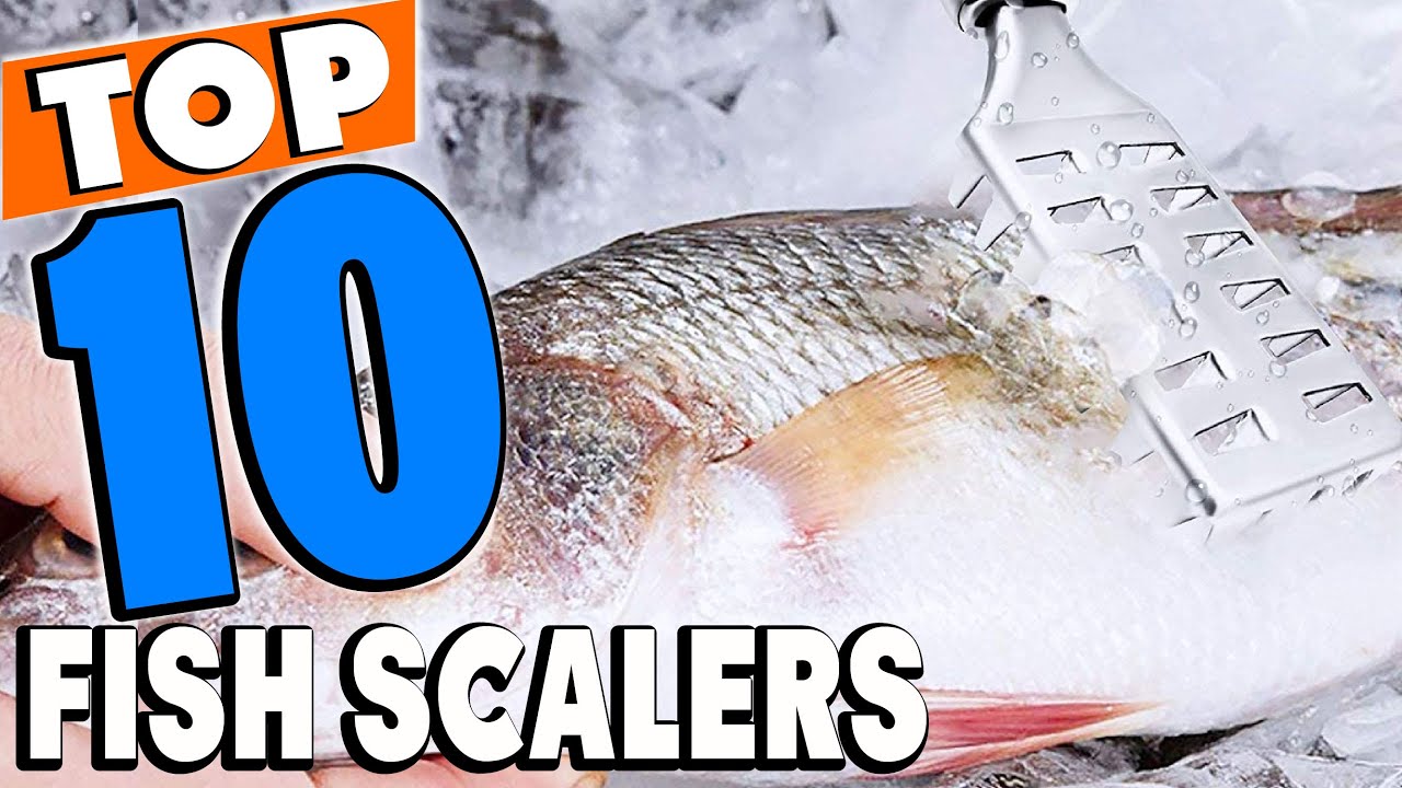 Top 10 Best Fish Scalers Review in 2024 YouTube