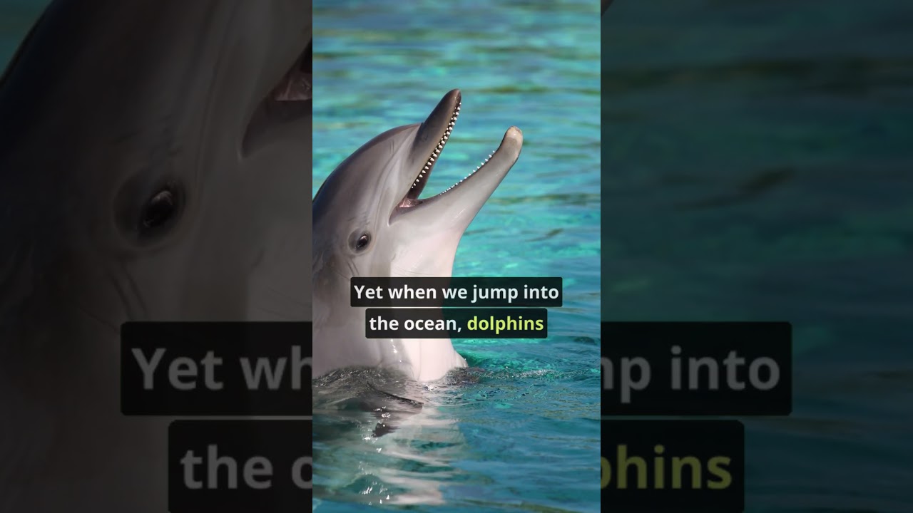 Guarda 🤔 Are Dolphins Smarter Than Dogs? #shorts #dolphins #dog #dogshorts su YouTube Guarda 🤔 Are Dolphins Smarter Than Dogs? #shorts #dolphins #dog #dogshorts su YouTube