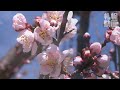 桜・梅