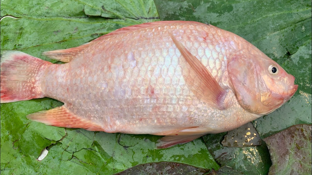 Big Tilapia cutting Skills fish Cutting Skills fishing cuts skills