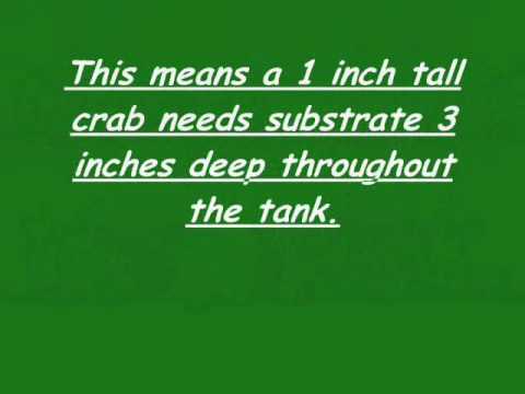 How to Set Up A Crabitat Part 1-Substrate