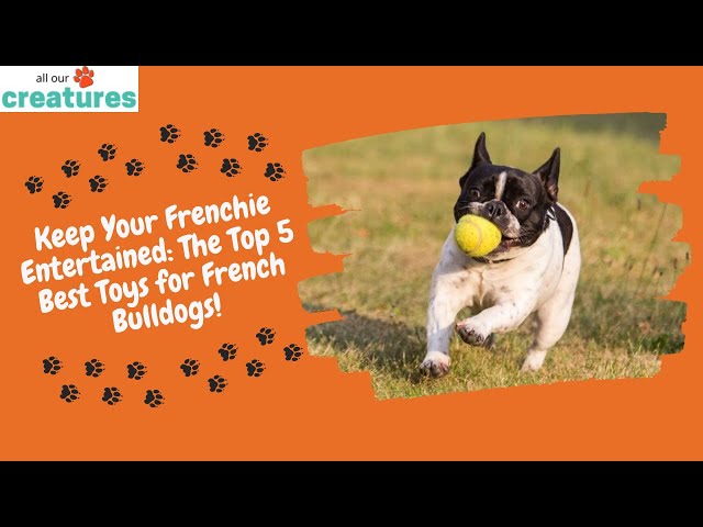 Keep Your Frenchie Entertained: The Top 5 Best Toys for French Bulldogs! 