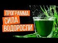Программа "Сила водоросли" | Крымский центр оздоровления Неумывакина