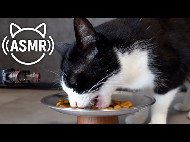 🍙【ASMR】カリカリを食べる猫の音｜爆食い藤村さん【咀嚼音】