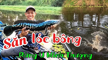Câu cá lóc bông rừng U Minh Thượng _ kéo cá cực phê (tập 191)#huukhuynhkiengiang