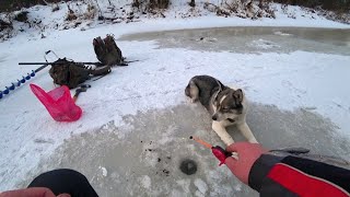 Рыбалка на Хариуса! Бешенный клев хариуса! Попали на раздачу кабанов! Рыбалка 2020