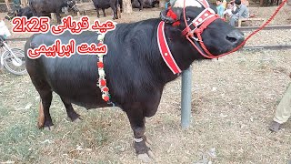 Bakra Eid Qurbani | 2k25 Eid UL Adha Qurbani | kpk Eid Qurbani