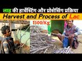 Lac cultivation harvesting and process in 4k  harvesting and processing process in lac cultivation