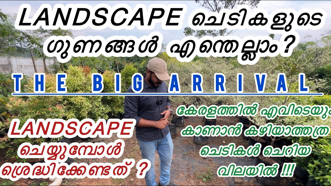 കേരളത്തിൽ എവിടെയും കിട്ടാത്തത്ര landscaping plants. Best quality and big quantity 😳🔥