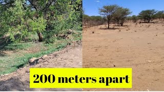 Permaculture Effects on our land vs neighbor.