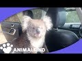 Koala Leaps Into Car. Scares Man And His Dog | Animalkind