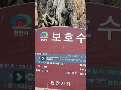 독립운동가 이동녕