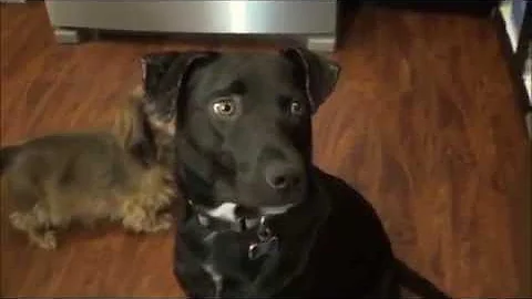 DOGS & PEANUT BUTTER
