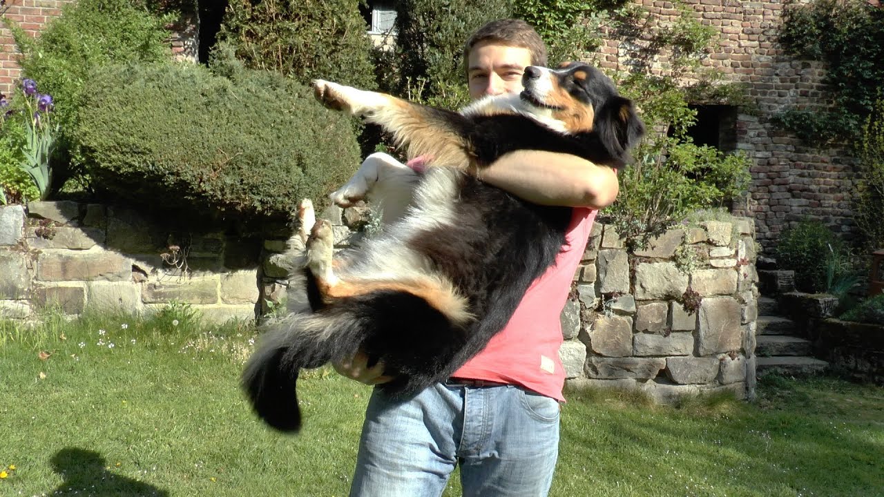 Wie trägt man einen Hund richtig? Witzige Vorschläge inklusive YouTube