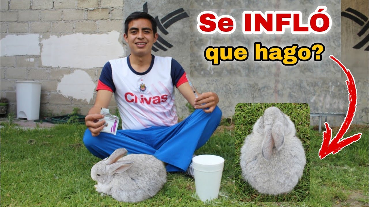 SOLUCIÓN si nuestros conejos se INFLAN (Qué se debe de hacer) 🐰🤠