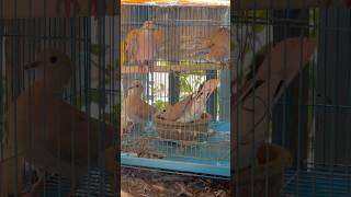 The dove is singing alone! @PetReliever #nature #birds #dove #petlover screenshot 1