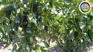 Download Lagu CHILES miaguateco Cqmpu de México MP3