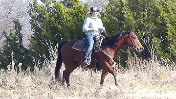 Hickory Quixory Doc   ***For info, price, etc., go to our website*** Valley View Ranch