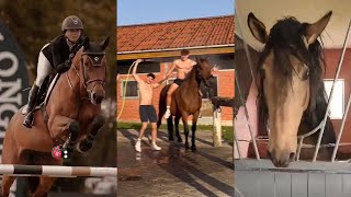 The Best Horse TikToks // ULTIMATE compilation pt 13