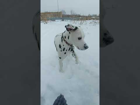 Очередная прогулка с нашей Стефани)