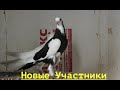 Новые голуби на полигон от Виталия из Волгограда!