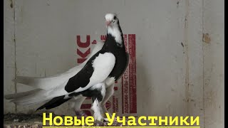 Новые голуби на полигон от Виталия из Волгограда!