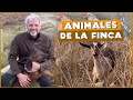 LOS ANIMALES DE LA FINCA. ¿Cómo están? | #Cañizares