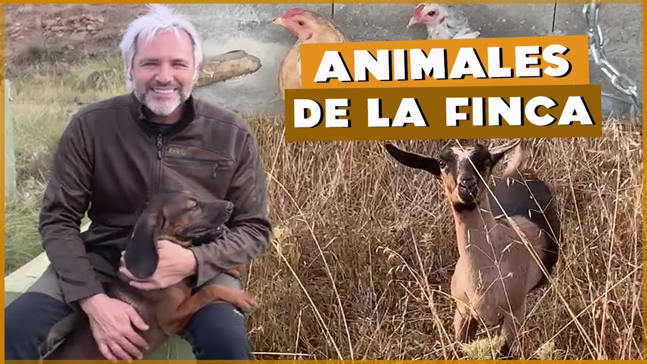 LOS ANIMALES DE LA FINCA. ¿Cómo están? | #Cañizares