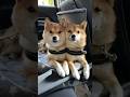 お顔がくっ付いていく豆柴姉妹 #Shorts