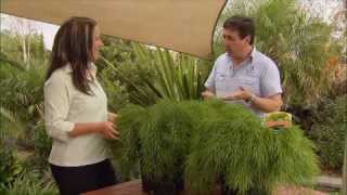 The Garden Gurus - New Release Plants The Acacia Dazzler