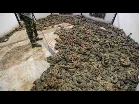 Man Finds 45 Venomous Rattlesnakes Under