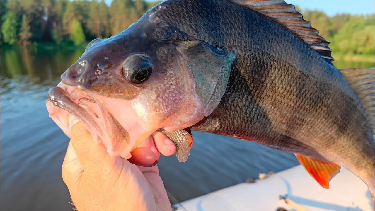 КАК ПОЙМАТЬ, когда другие не ловят  РЫБАЛКА НА СПИННИНГ