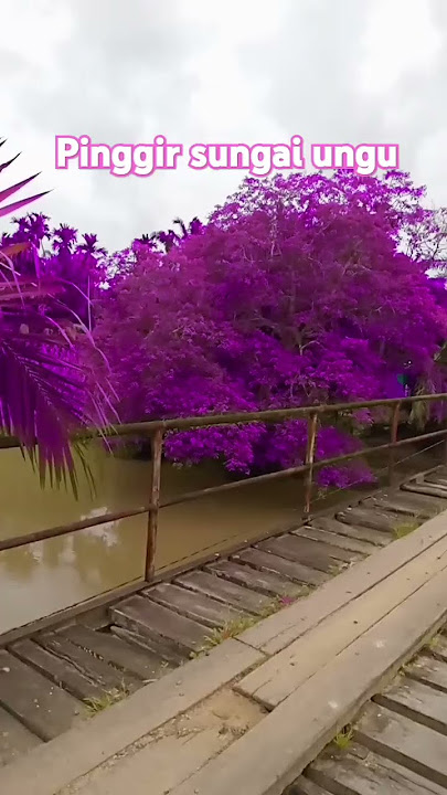 pinggir sungai‼️yang warna ungu #efek #efekviral #nature #pemandanganalamyangindah