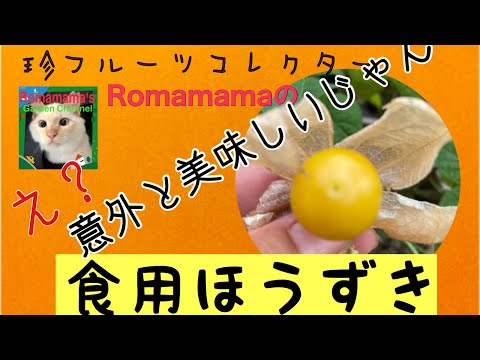 食用ほうずき　オレンジチェリーを食べてみた。#食用ほうずき　#ガーデニング　#プランター栽培　#珍しいフルーツ　#ベランダ菜園　#家庭菜園　#romamama #ロマママ