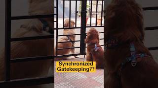 Gatekeeper Games: Can Simba Crash the Party?  (Oakley Says No!)#shorts #dog #funny #cockerspaniel