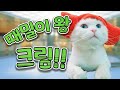 고양이 때밀어 보셨나요?  | 고양이산책