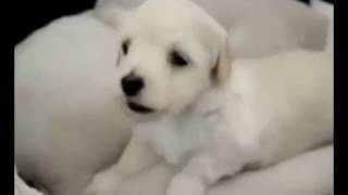 cute and funny puppies on the internet by Invisible Power 5 views 7 years ago 1 minute, 42 seconds