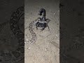 Devi Vs Devi Scorpion Vs Snake Snake Scorpion Fight Shorts Devi 