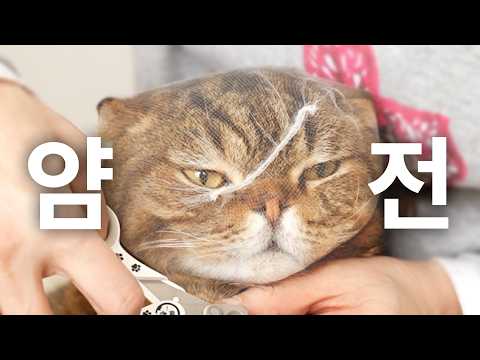 발톱만 깎으면 난폭해지던 고양이가...