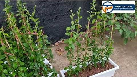 Cây cúc tần ấn độ | Cách trồng cúc tần ấn độ Cây Cảnh Phạm Thương