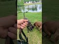 Molly & Tank go to cottonwood pt2. sniff break