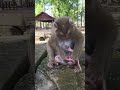 Watch Baby Monkey Fanta Bring Joy! 💖#virals #cute #monkeys #Ambertroop #Angkorwat #SovanaTroop