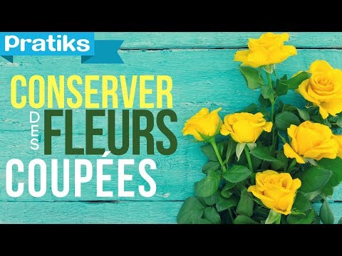Vidéo: Comment Conserver Les Fleurs Coupées