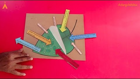 Photosynthesis I Biology Experiment I Make Your Own Lab Series